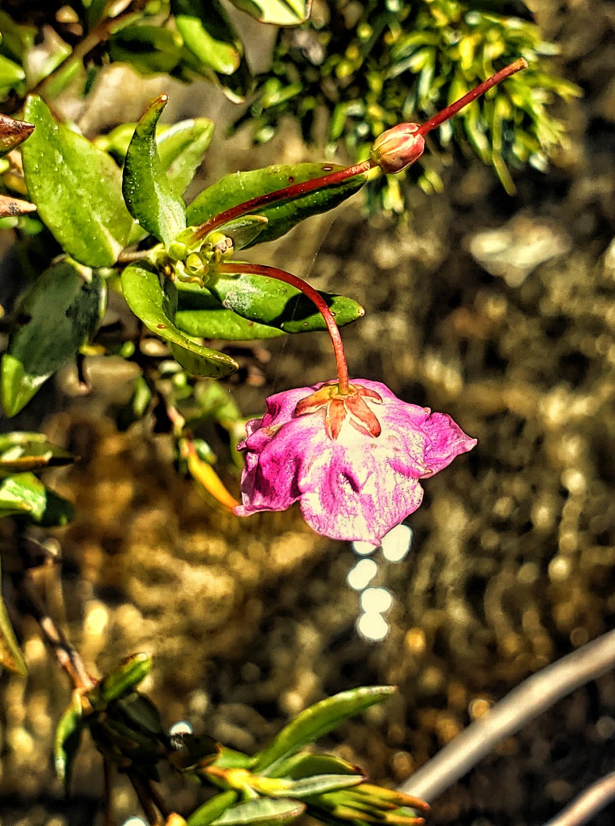 Bog Laurel